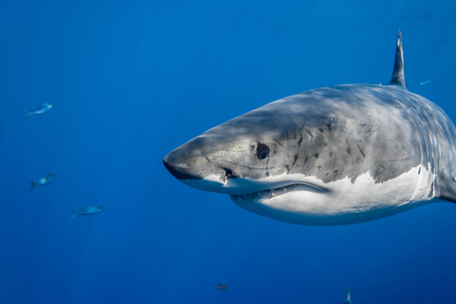scarred-young-male-great-white-shark