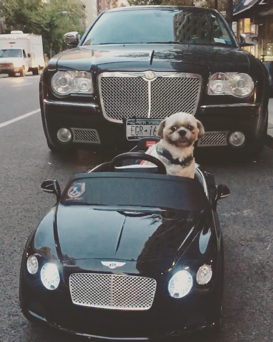 hond shih tzu Luigi Maestro New York autoverzameling Pure Luxe