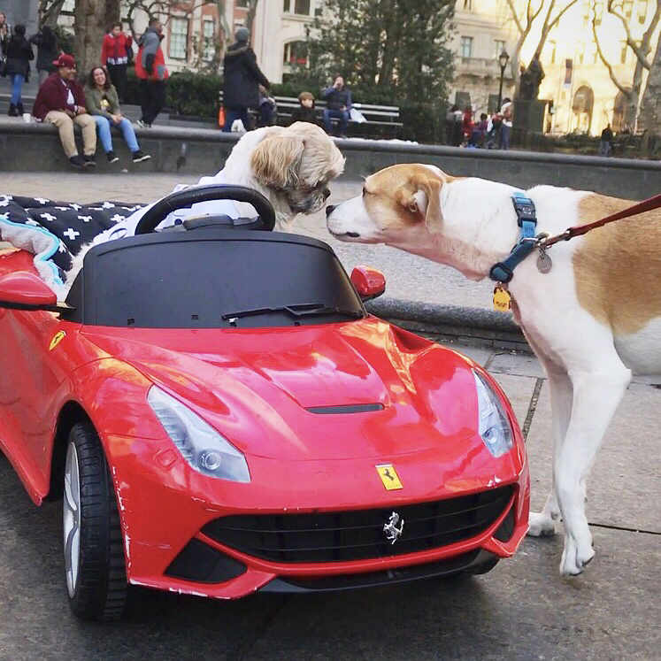 hond shih tzu Luigi Maestro New York autoverzameling Pure Luxe