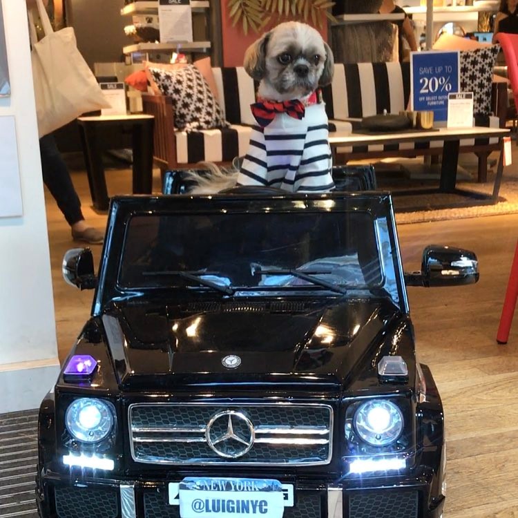 hond shih tzu Luigi Maestro New York autoverzameling Pure Luxe
