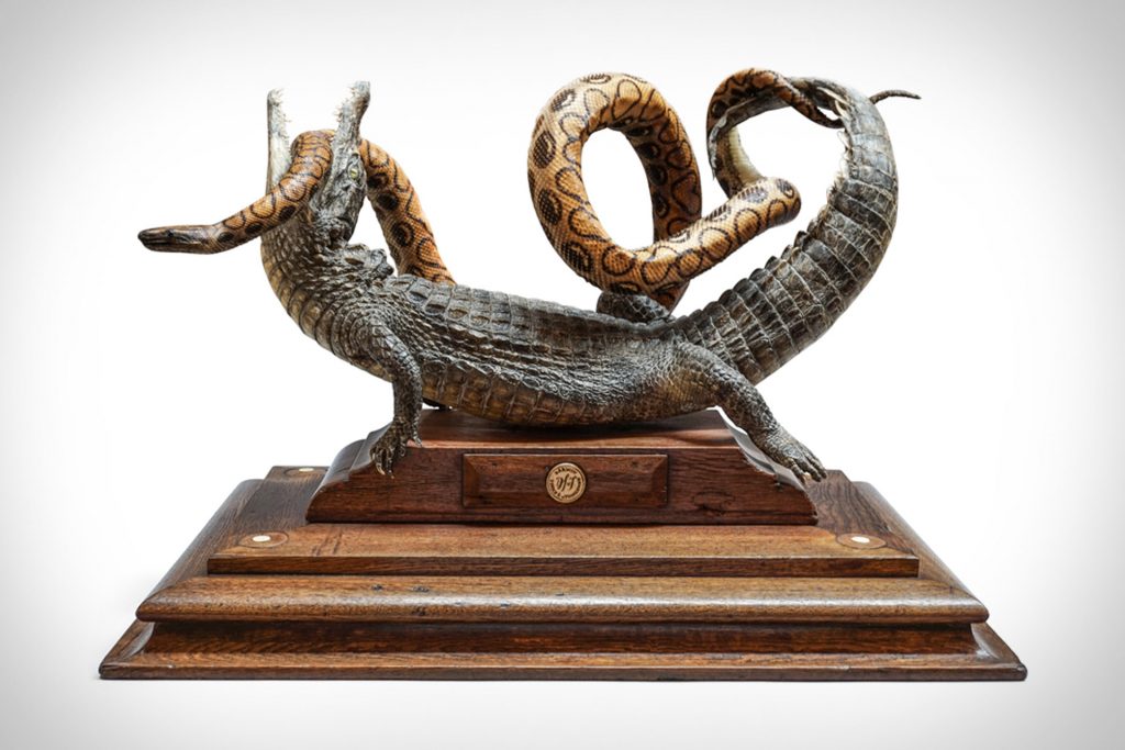 fine taxidermy taxidermie jaap sinke ferry van tongeren Pure Luxe