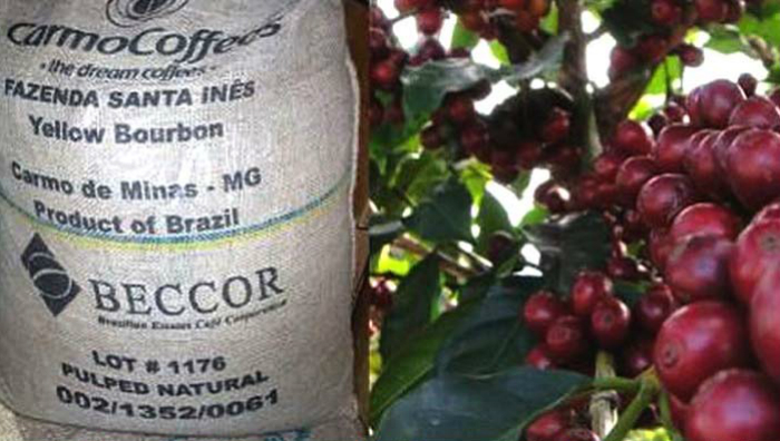 Dure koffie PURE LUXE