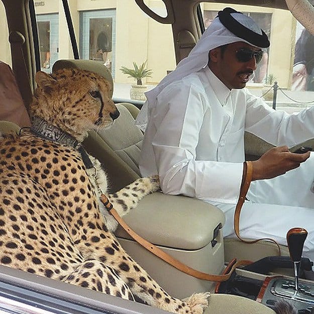 dubai absurde activiteiten bezienswaardigheden Pure Luxe